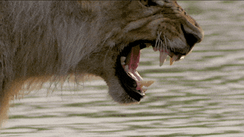 Snarling Nat Geo Wild GIF by Savage Kingdom
