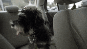 Mercedes Mila Dog GIF by Movistar+