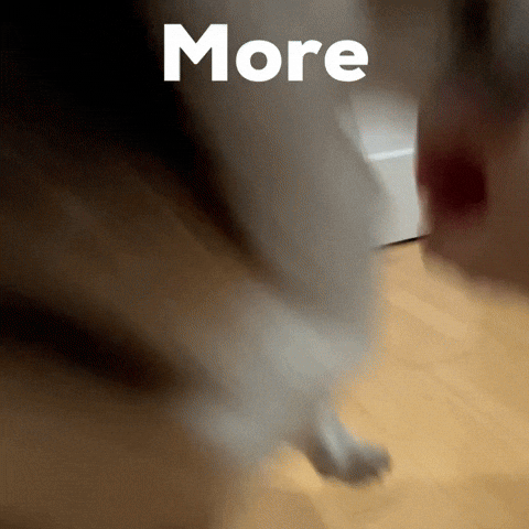 Dog Corgi GIF