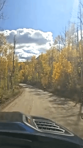Radiant Yellow Foliage Captured on Country Road in Colorado Mountains