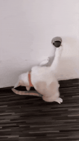 Gato satisfecho