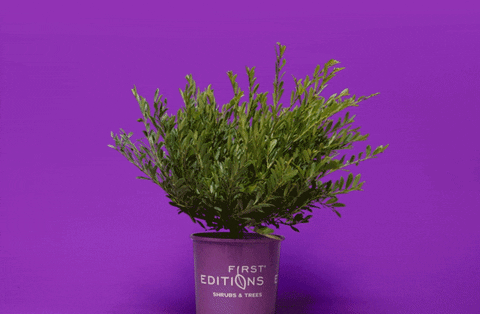 firsteditionsshrubstrees giphyupload GIF