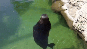 sea no GIF