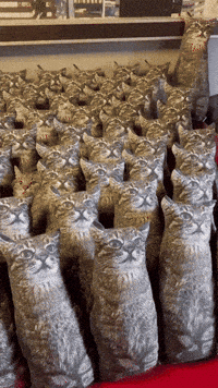 Cat GIF