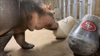 Cincinnati Zoo's Fiona the Hippo Has Unexpected Prediction for Super Bowl LIV