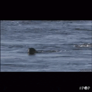 seal holy shit GIF by GoPop