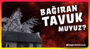 Evrim Tavuk GIF