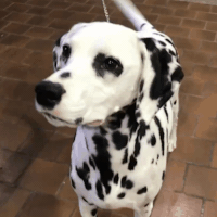 dog show dogs GIF by Westminster Kennel Club