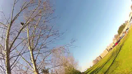 Red Tailed Hawk Birds GIF