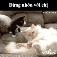 lozico  GIF