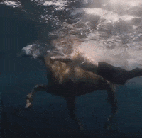 Adam Driver Horse GIF