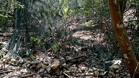 animalsasia giphyupload indonesia animalsasia monkeyrelease GIF