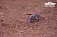 imacelebau GIF by I'm A Celebrity... Get Me Out Of Here! Australia
