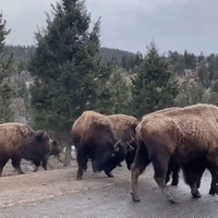 Bison Jam Halts Traffic in Yellowstone