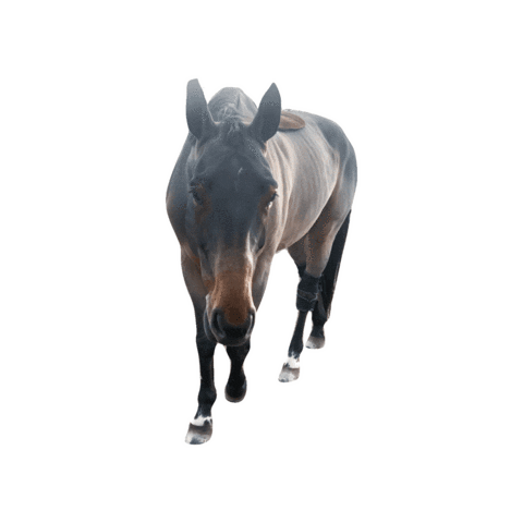 Horse Jumper Sticker by WIT Equestrian Clothing Co.