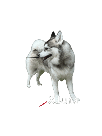 Dog Puppy Sticker by Global Tara Entertainment