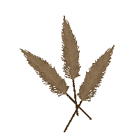 Pampas Grass Home Sticker by Shop Agapé Candles