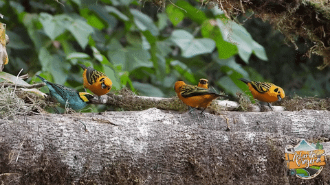 asheritaviajera giphyupload aves avistamiento de aves aves de colombia GIF