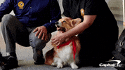 capitalone happy excited yeah thank you GIF