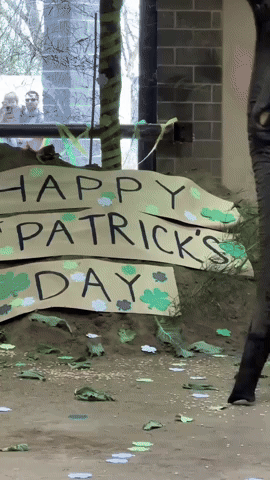 African Elephant Enjoys St Patrick's Day Enrichment at Pittsburgh Zoo
