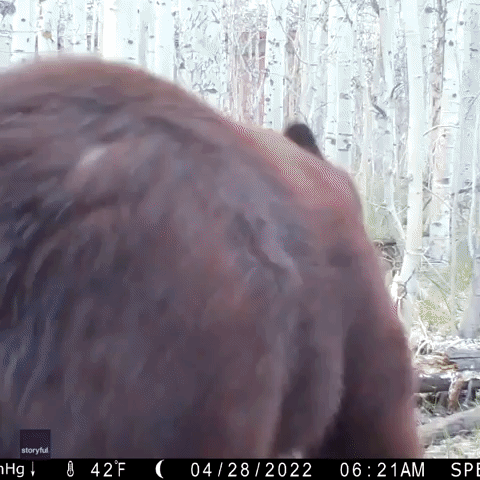 'Love Connection?': Two Bears Rendezvous in South Lake Tahoe Woods