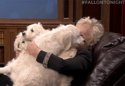 Puppy Love Laughing GIF by The Tonight Show Starring Jimmy Fallon