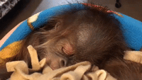 Sleeping Baby Orangutan Doesn't Let Hiccups Interrupt Her Sweet Dreams