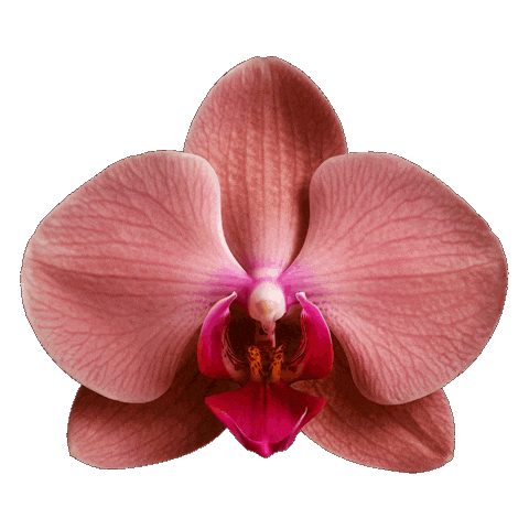 Flourishing Design Center Sticker by DTI Design Center of the Philippines