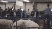 School College GIF by Western Illinois University