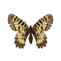 Butterfly Sticker