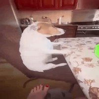 Twitter Joetrick GIF