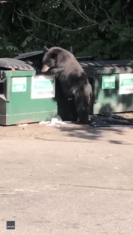 Don't Mind Me: Large Bear Casually Browses Connecticut Dumpster in Broad Daylight