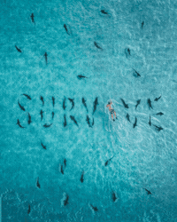 Staying Alive Swimming GIF