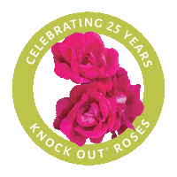 Knockout Rose Sticker by Star Roses and Plants