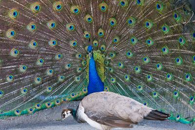 peacock GIF