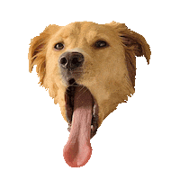Tot Tongueouttuesday Sticker by DopeDog