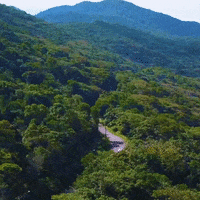 raimundos  GIF