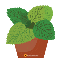 Flower Grow Sticker by Far East Flora