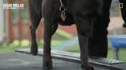 Dogwhisperer GIF by National Geographic Channel