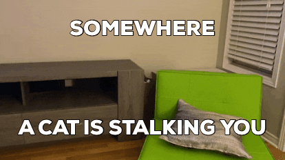 elanpaulson64e4 giphygifmaker giphygifmakermobile cat GIF
