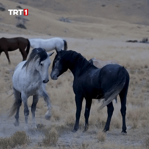 Lie Ok GIF by TRT