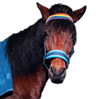 Horse Sticking Tongue Out Sticker by hooved