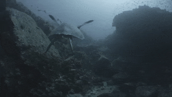 nuskin ocean turtle nuskin nu skin GIF