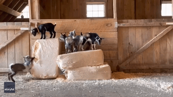 Goats Gone Wild! Kids Run Riot at Maine Farm