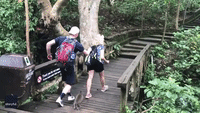 Monkey Leaps on Unsuspecting Tourist