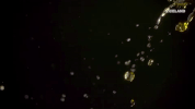 trump tapes GIF by THE HUNT FOR THE TRUMP TAPES