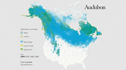 pine grosbeak GIF by audubon