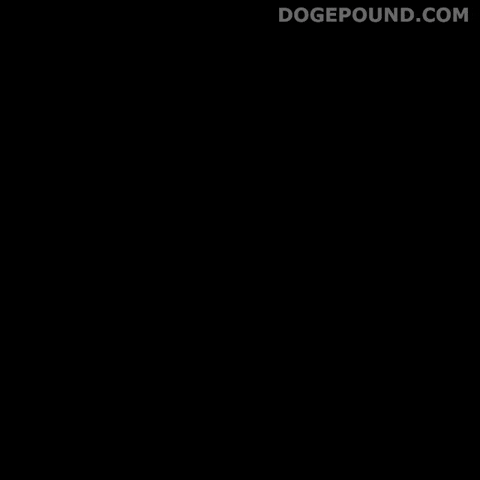 The End Goodbye GIF by Doge Pound