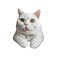 purrcivalcat lyle purrcival cat purrcival lyle from work Sticker