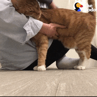 Work From Home Pets GIF by The Dodo